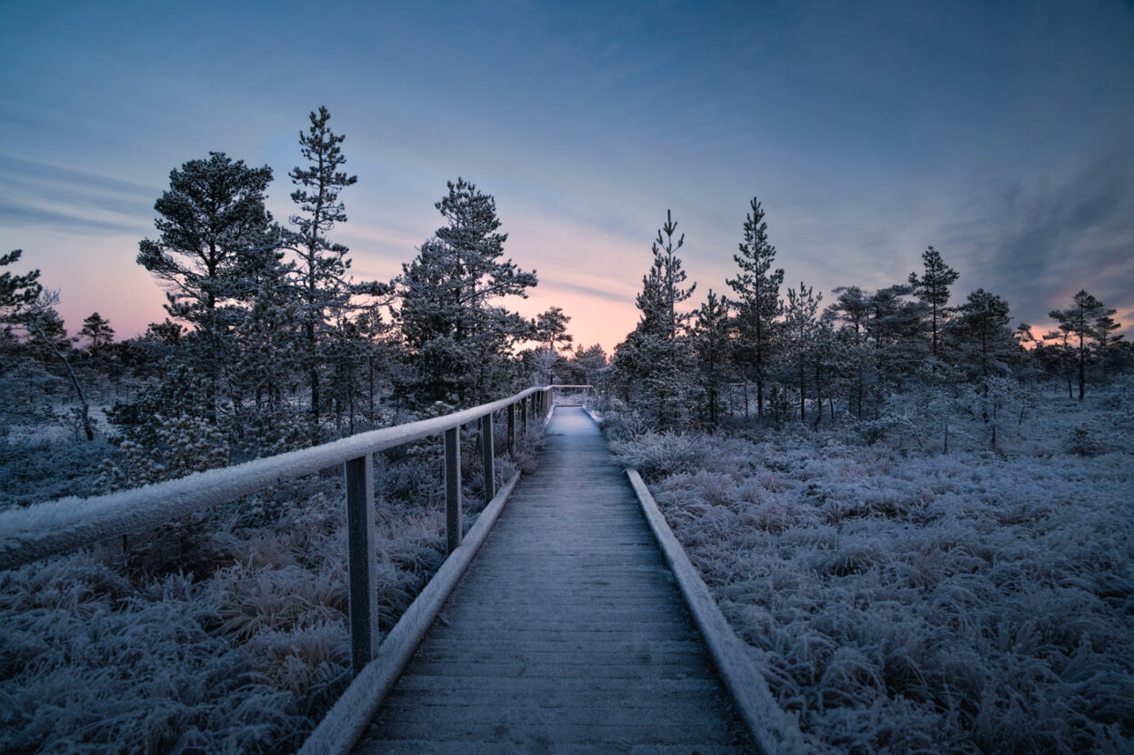 Sweden, Pathway among the frozen fabulous wetlands of Knuthöjdsmossen