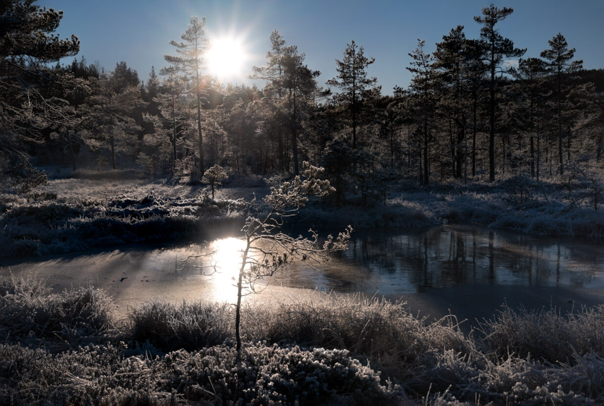Sweden, enchanted old dwarf trees in the frozen wetlands