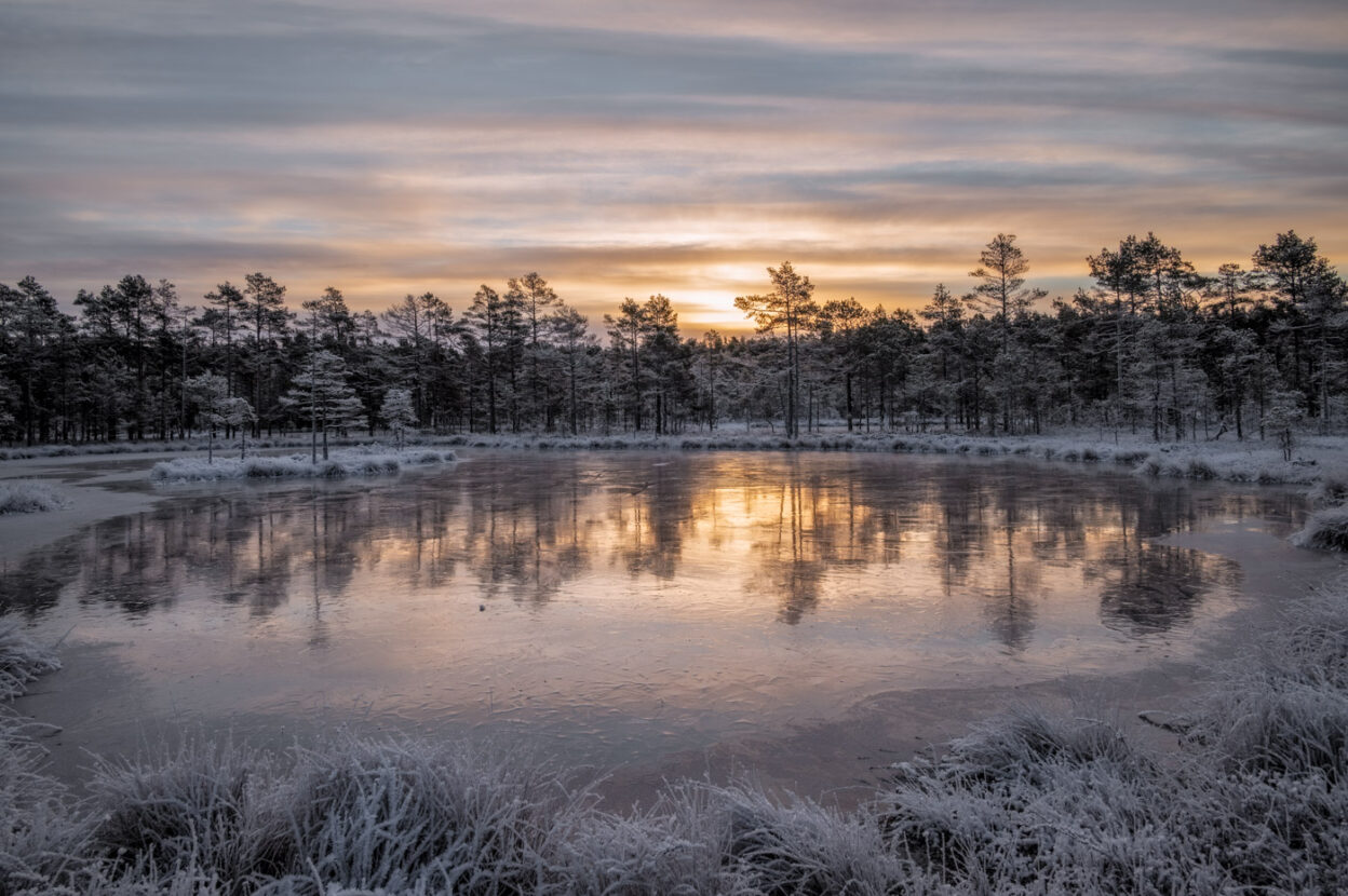 Sweden, Magical landscapes in the frozen wetlands of Knuthöjdsmossen nature reserve