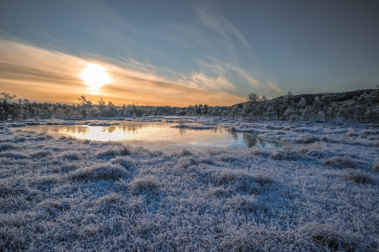 Sweden, Magical dawn landscapes in the frozen wetlands of Knuthöjdsmossen