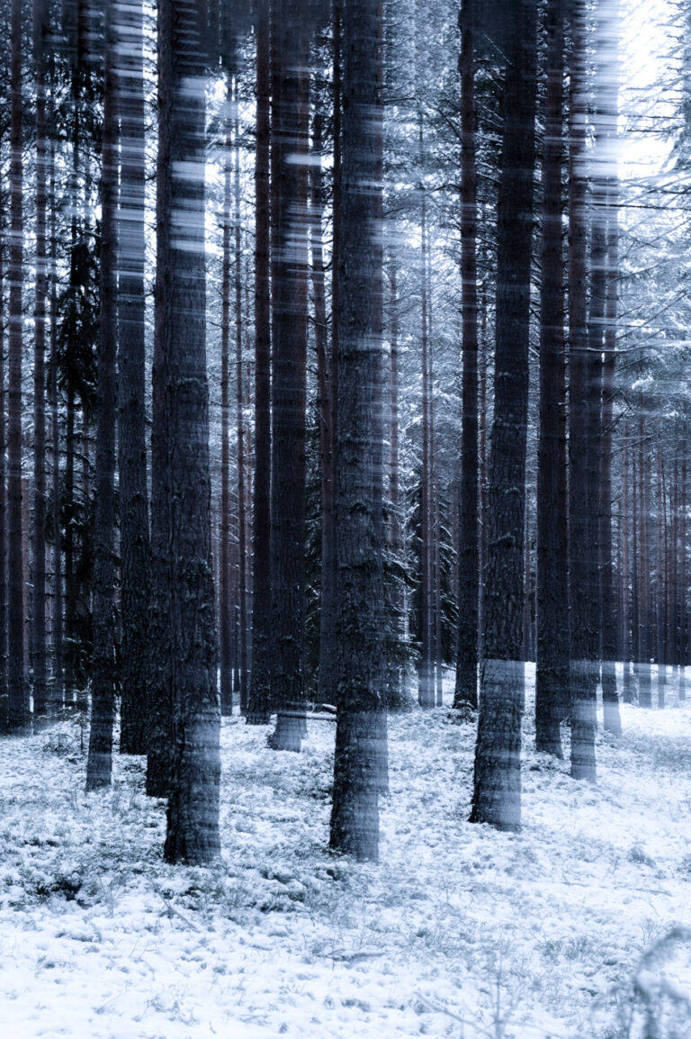 Trees in a forest
