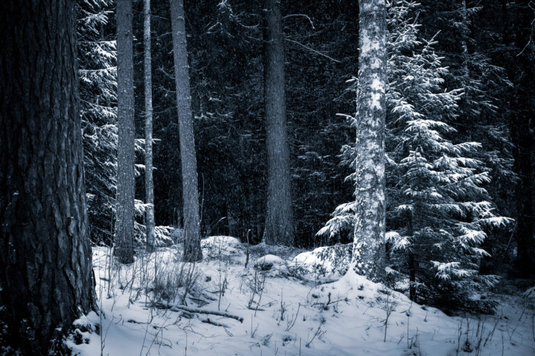 A glimpse of the forest covered in snow