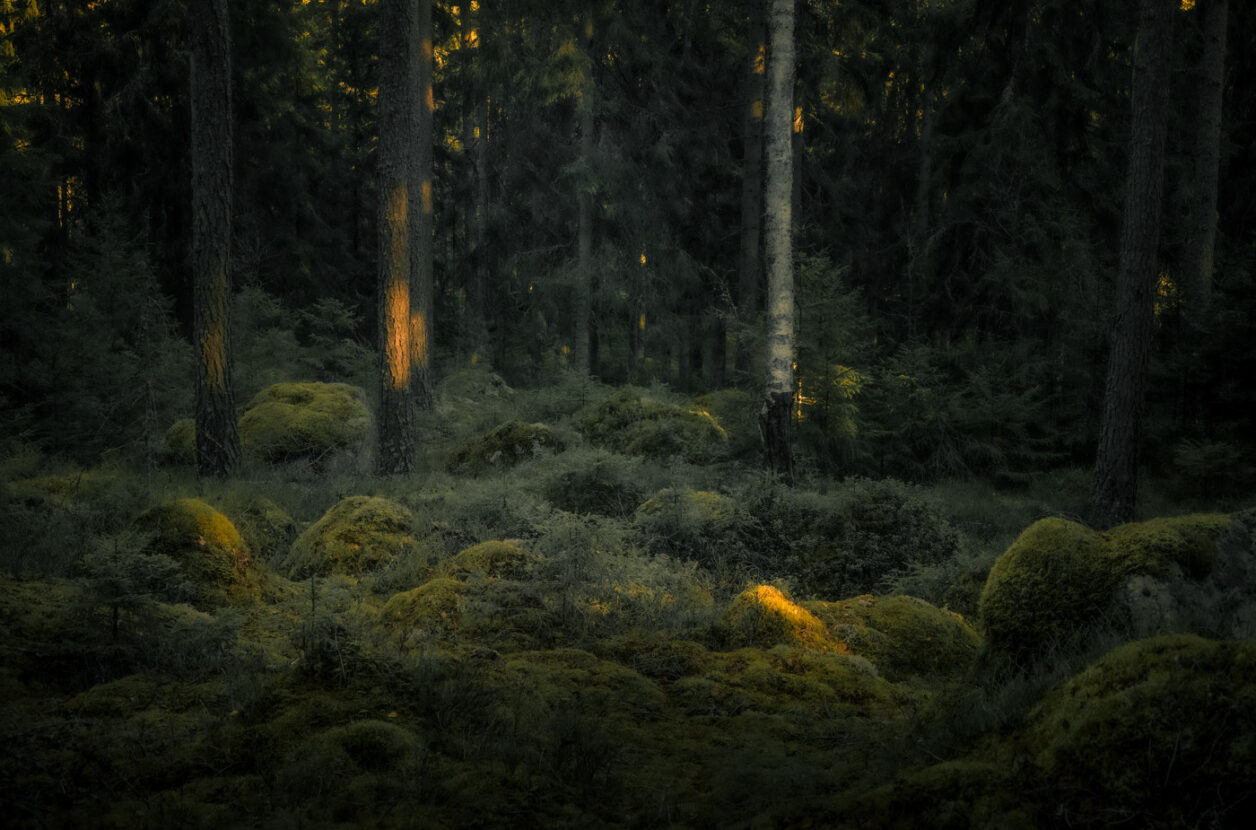 The last light of the day in a gorgeous mossy forest