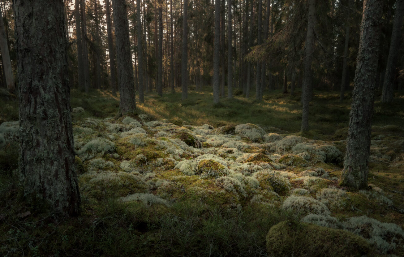 Mossy mounds in a shady forest
