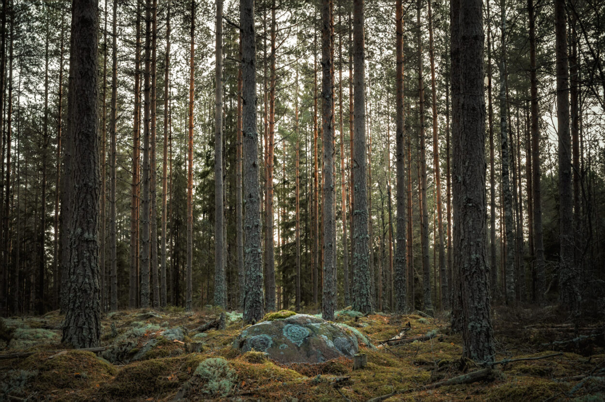 Colorful lichens covering the rocks off a Swedish mossy forest