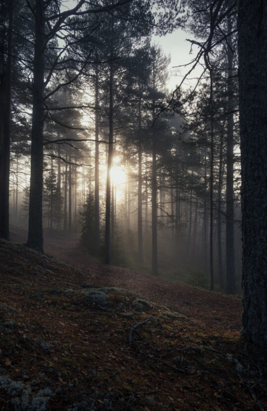 The sun rising on a November dawn in beautiful foggy forest