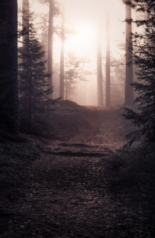 Misty sunrise at the horizon in a magic forest