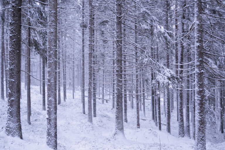 Snowstorm in the forest