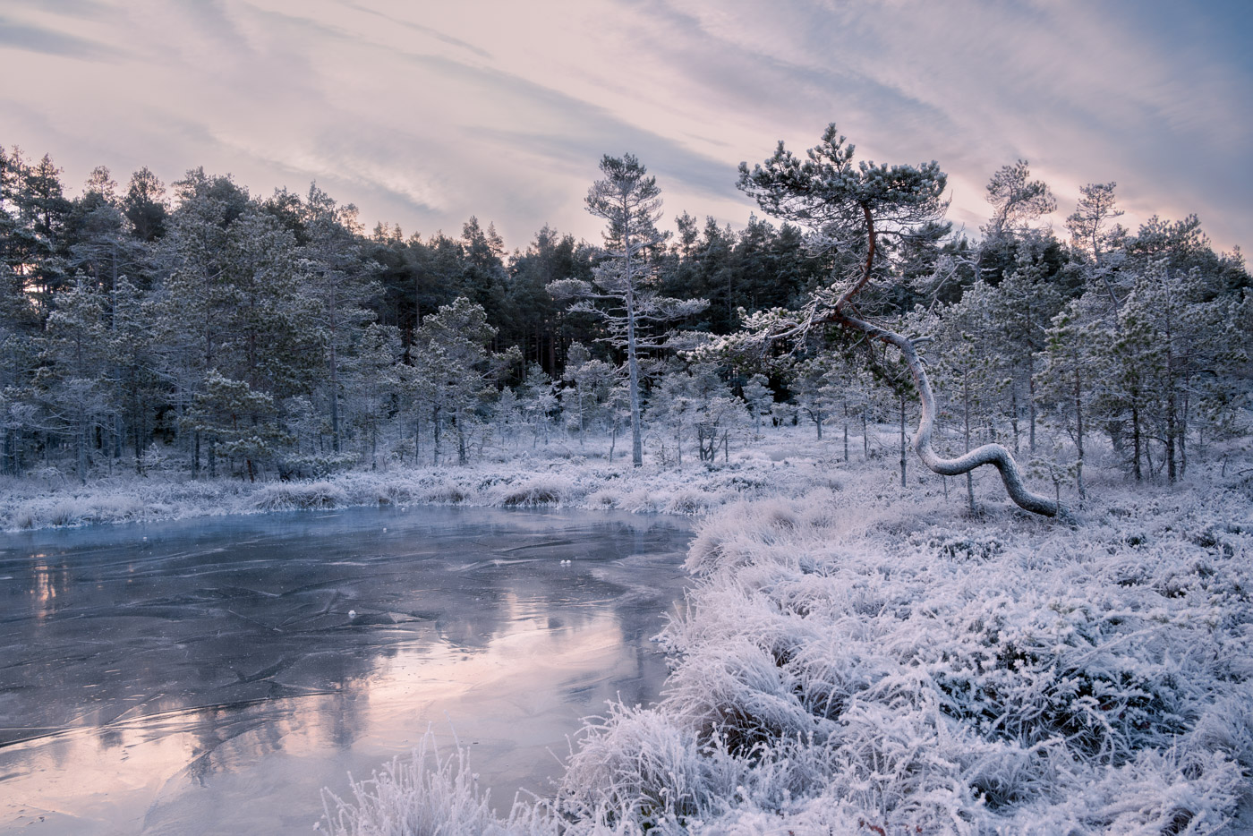 Sweden, magical landscapes in the frozen wetlands of Knuthöjdsmossen nature reserve