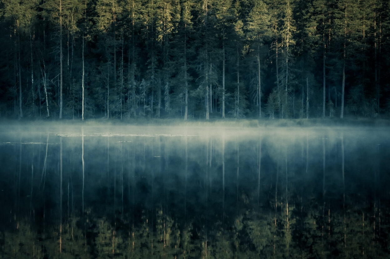 Ghostly forest on the shore of a misty lake at dawn