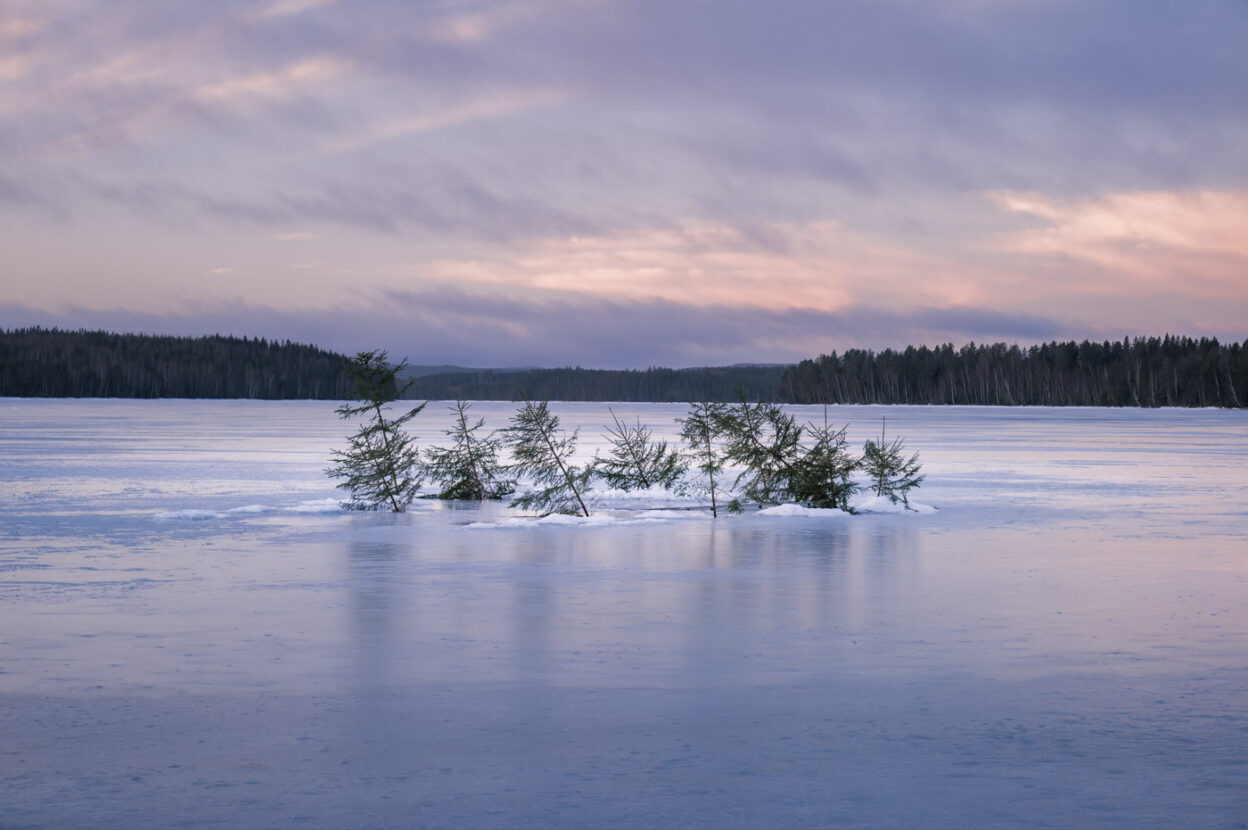 Little pines trees emerging from a frozen lake