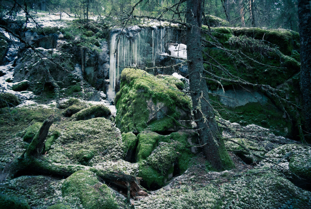 Ice and moss in the magical nature reserve of Salboknös