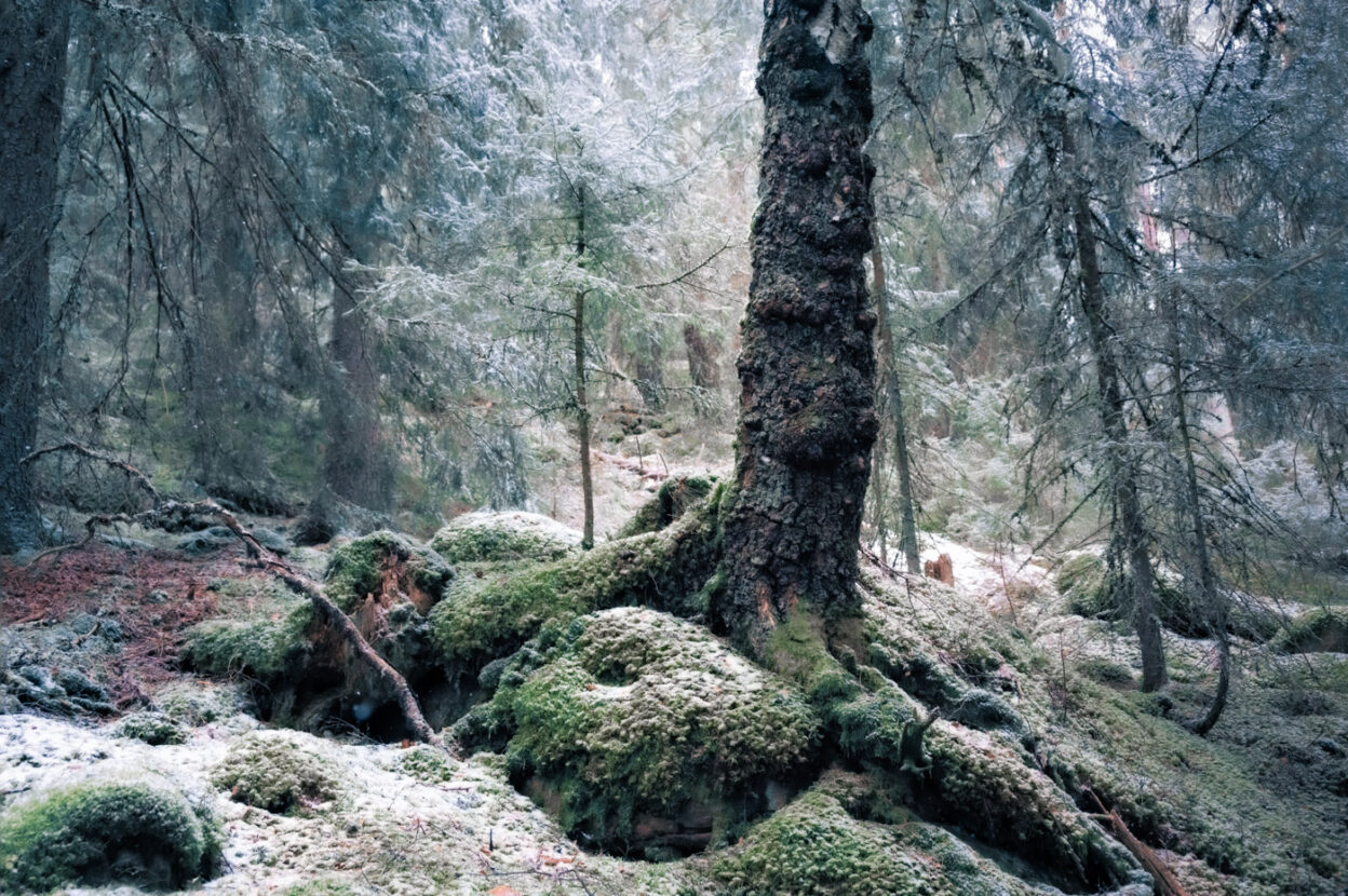 Very old tree in Salboknös nature reserve