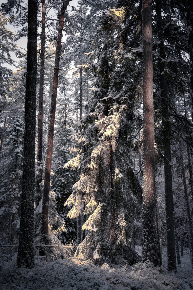 Magical relaxing light in the snowy forest