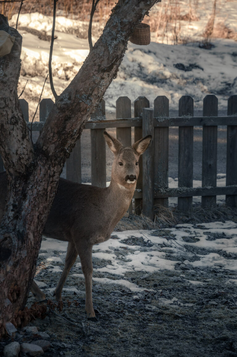 A doe with winter fur by a tree