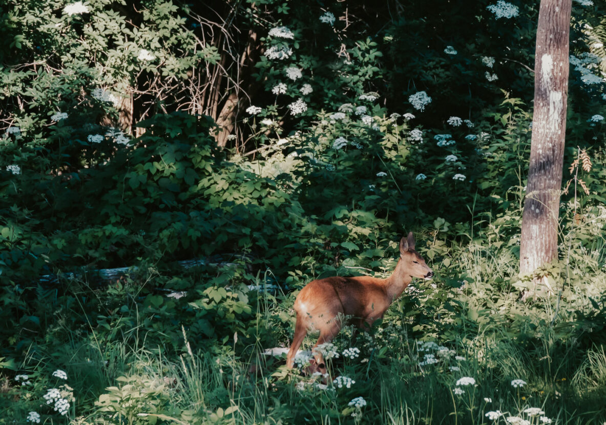 Sweet female roe deer on a summer day