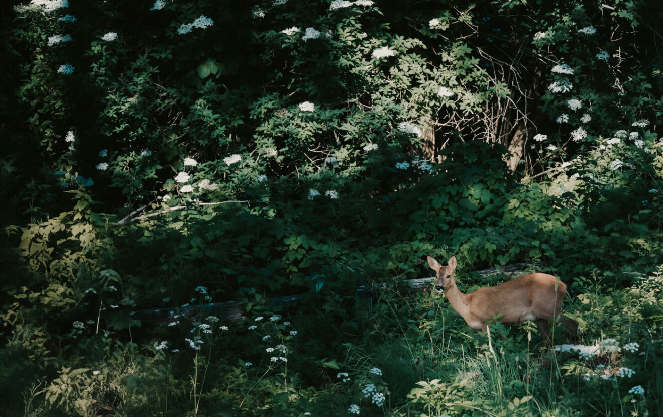 Pregnant roe deer on a summer day