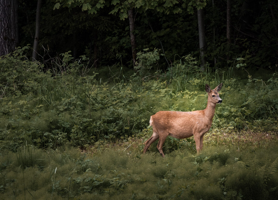 A pregnant doe deer in a green meadow