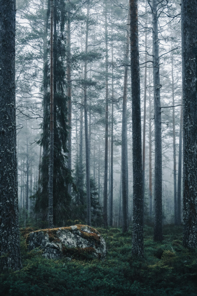 A white stone covered with colorful moss among tall pine trees in a Swedish dark forest with magic mood.