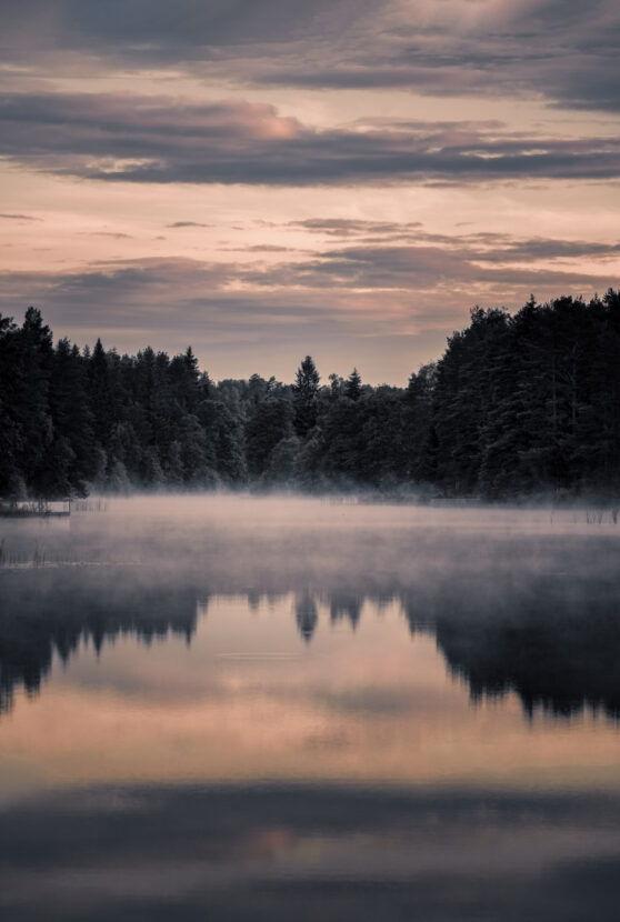 Mist hovering over the waters of a forest lake at dawn