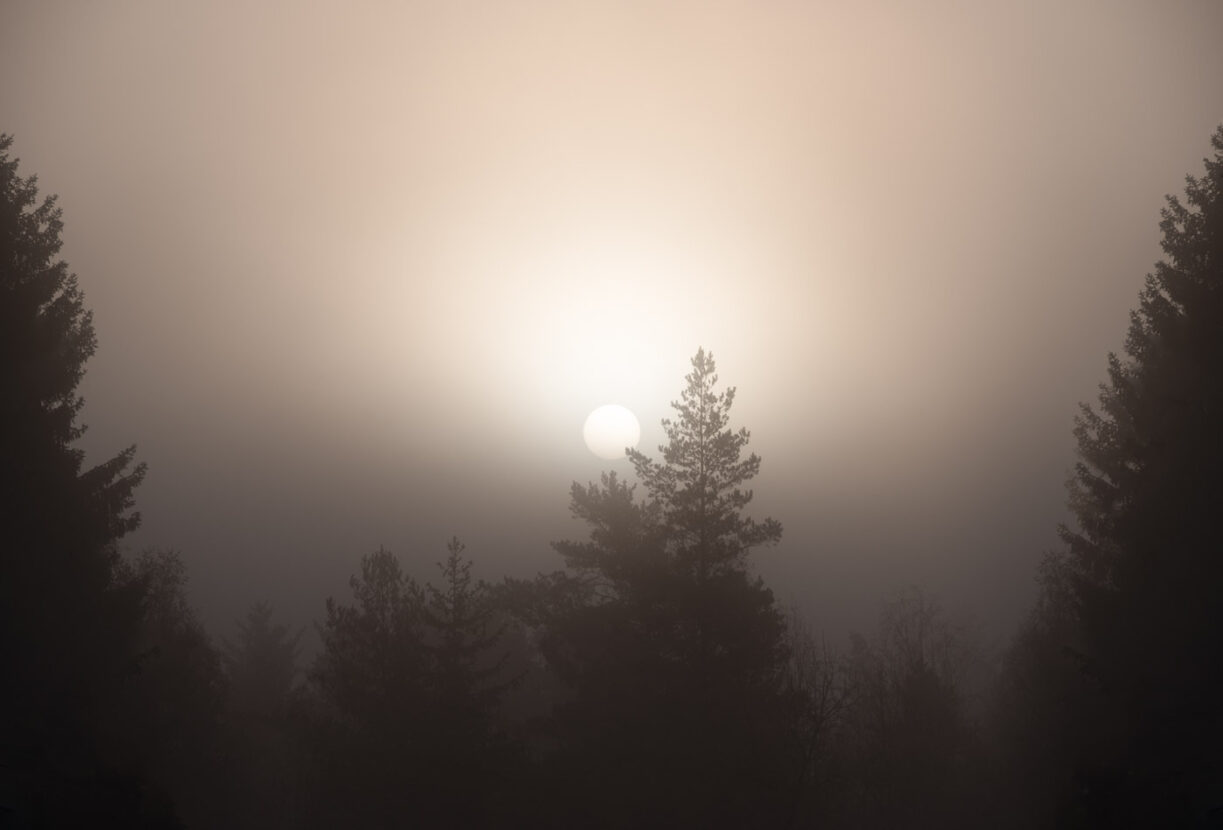 A gorgeous sun without rays rising behind a foggy forest
