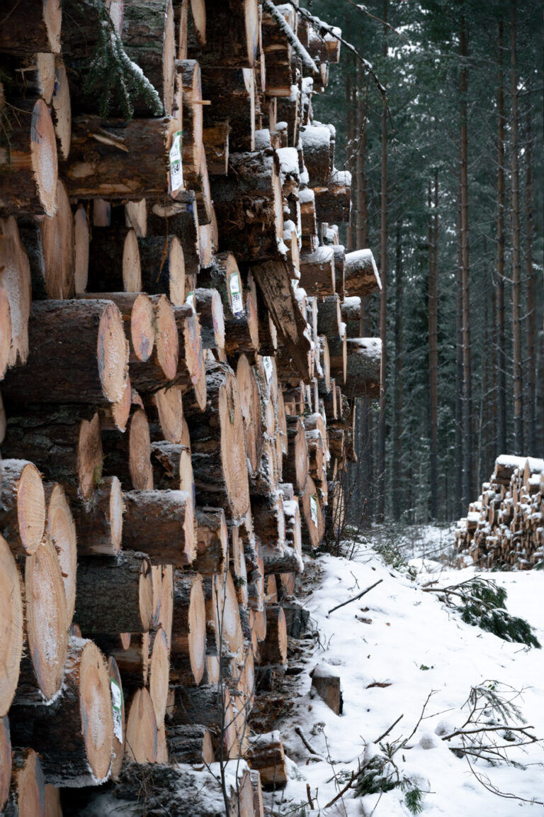 Piled up logs at the margin of a forest