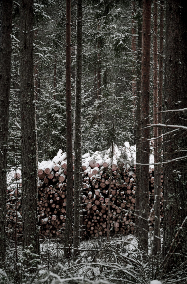 Piled up logs at the margin of a forest