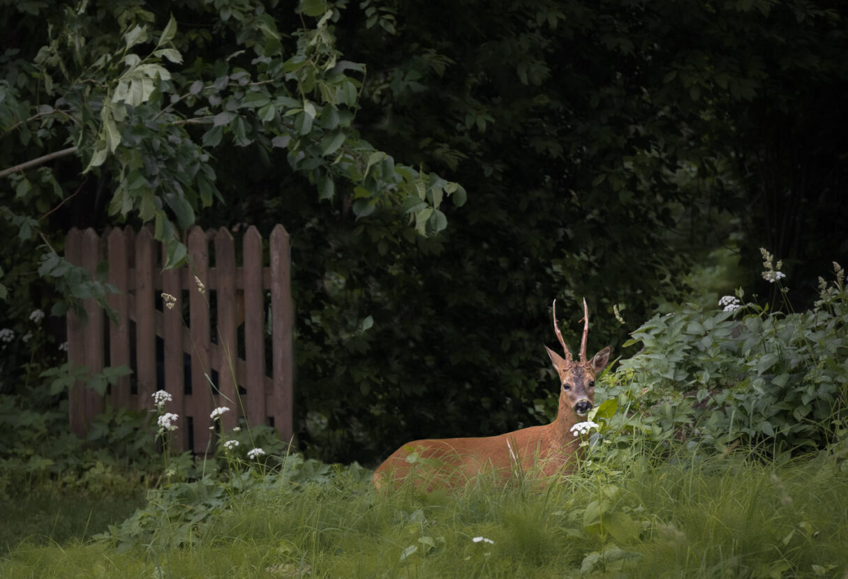 A roe deer eating in a summer green meadow