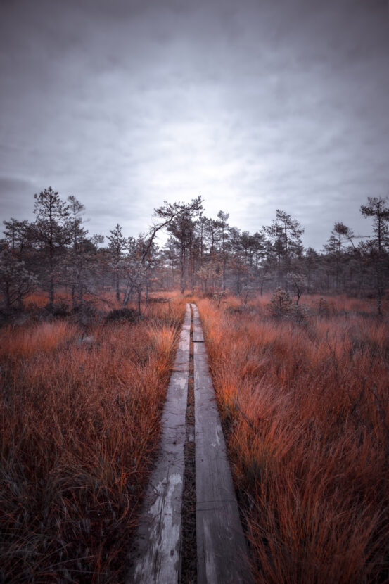 Pathway among Knuthöjdsmossen wetlands