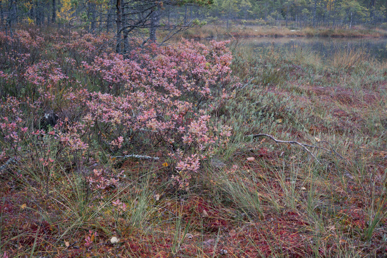 Flowery ground of the wetlands in autumn