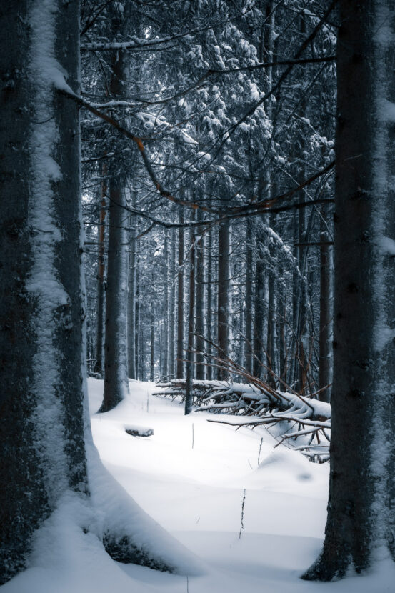 Gorgeous textured trees in a winter forest