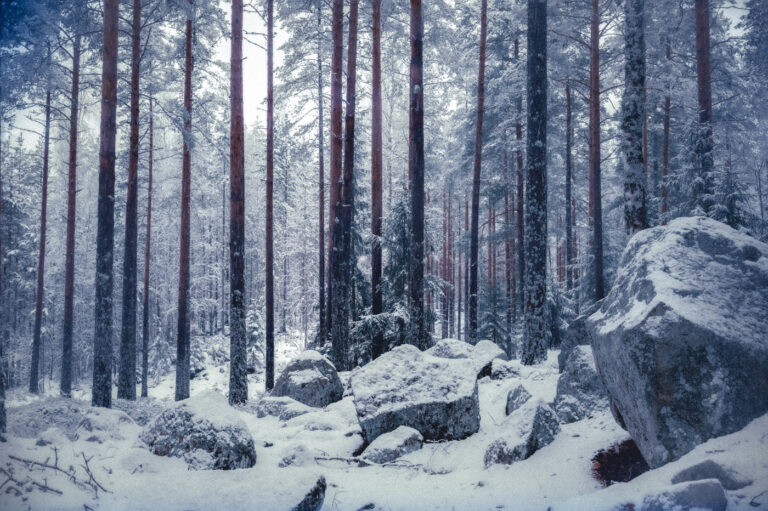 Inside a snowy Swedish forest