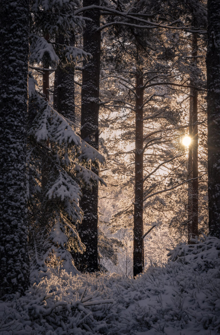 A warm sunrise filters through the cold snowy forest