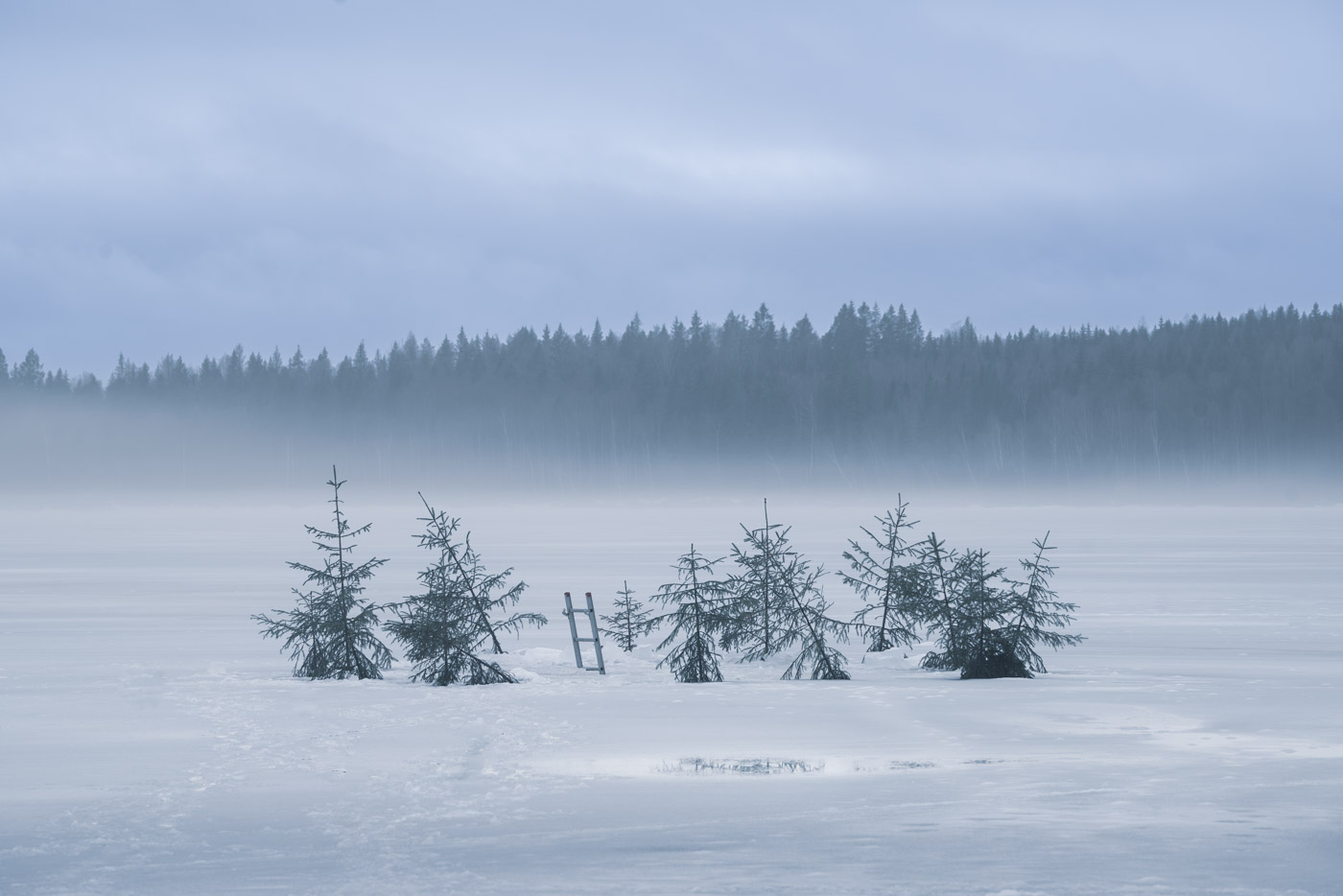 A ladder on a frozen lake in Sweden surrounded by little spruce trees emerging from the icy water