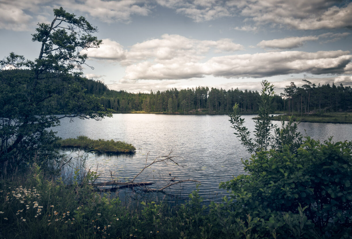 Beautiful forest lake in Sweden on a quite summer evening