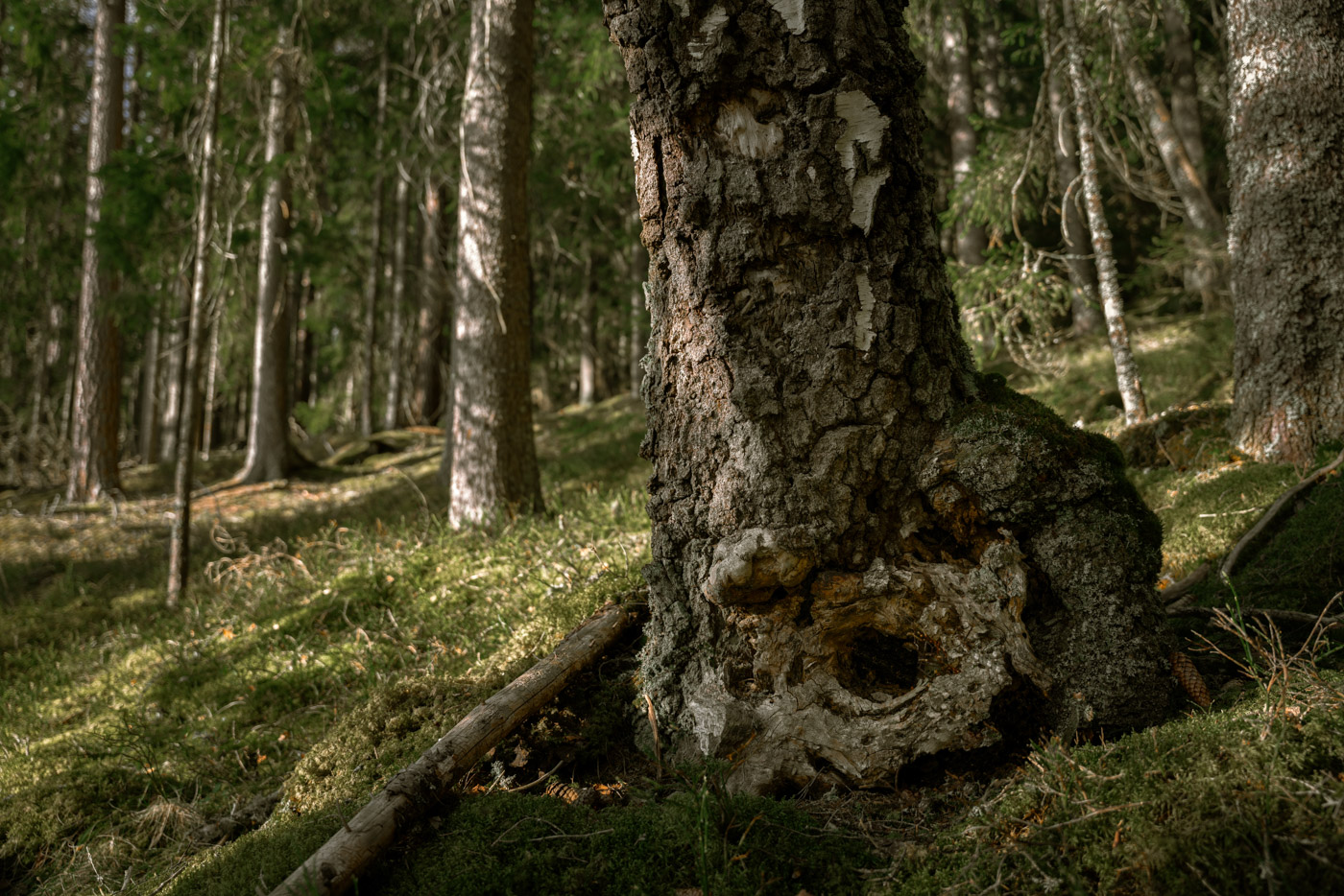 Closeup on a 500-years-old tree in Salboknös Nature Reserve