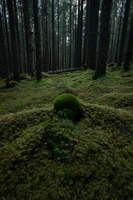 Moss mounds in an old Swedish forest