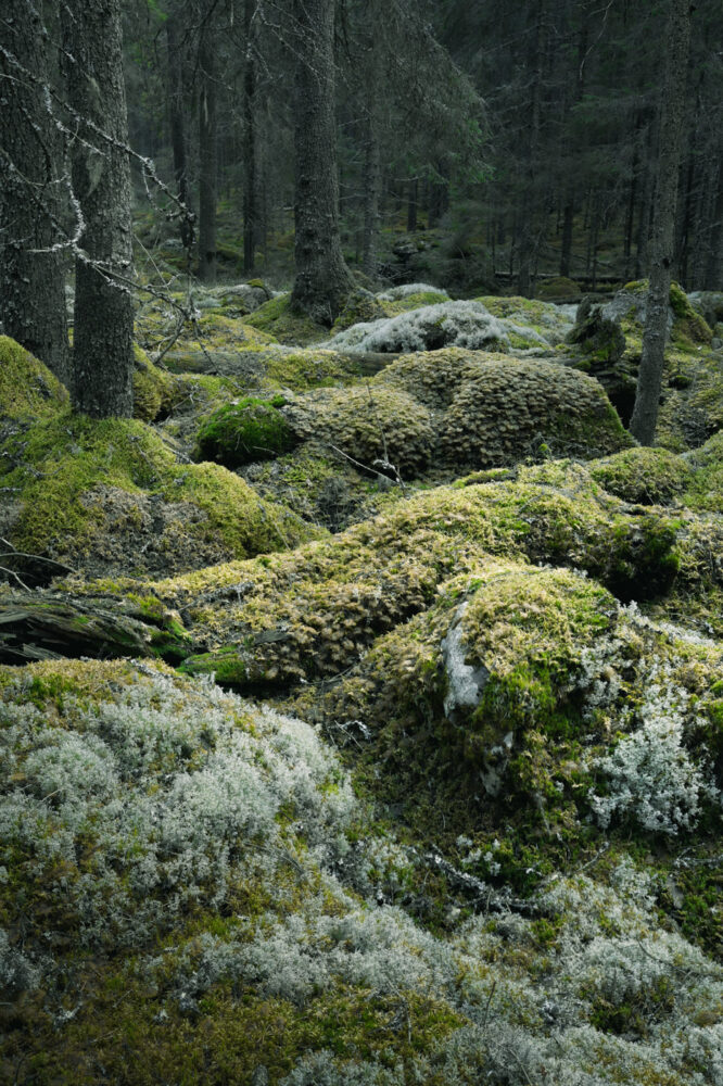 Moss mounds covered in white lichens in an old-growth forest in Sweden