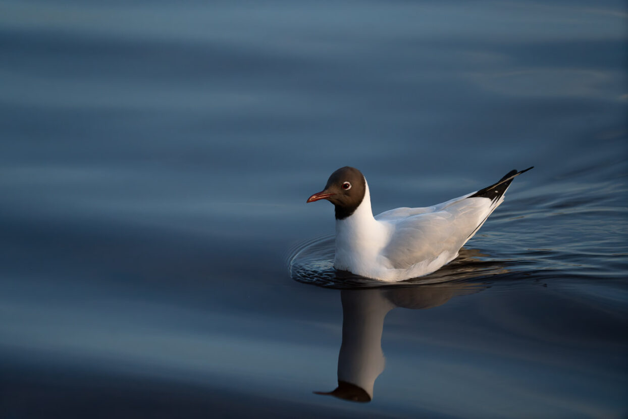 Closeup of a black-headed gull floating on blue waters