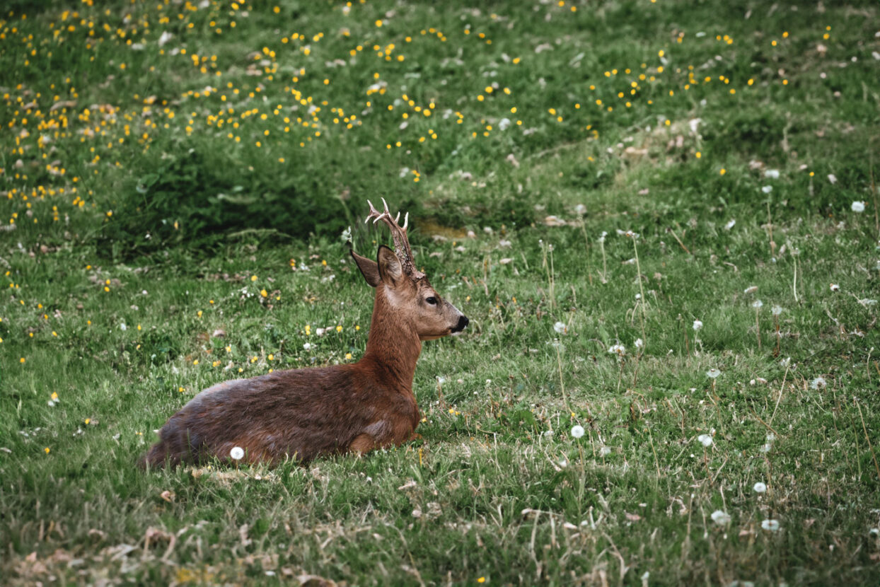 A roe deer sitting on a meadow covered with yellow little flowers and dandelions