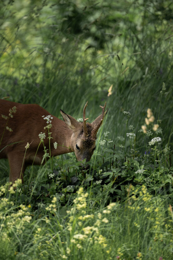 A roe deer grazing in a summer flowery meadow
