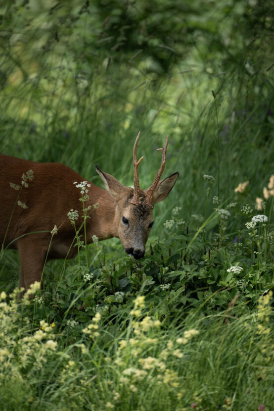 A roe deer grazing in a summer green meadow