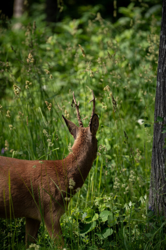 Roe deer captured from behind in a sunny green meadow