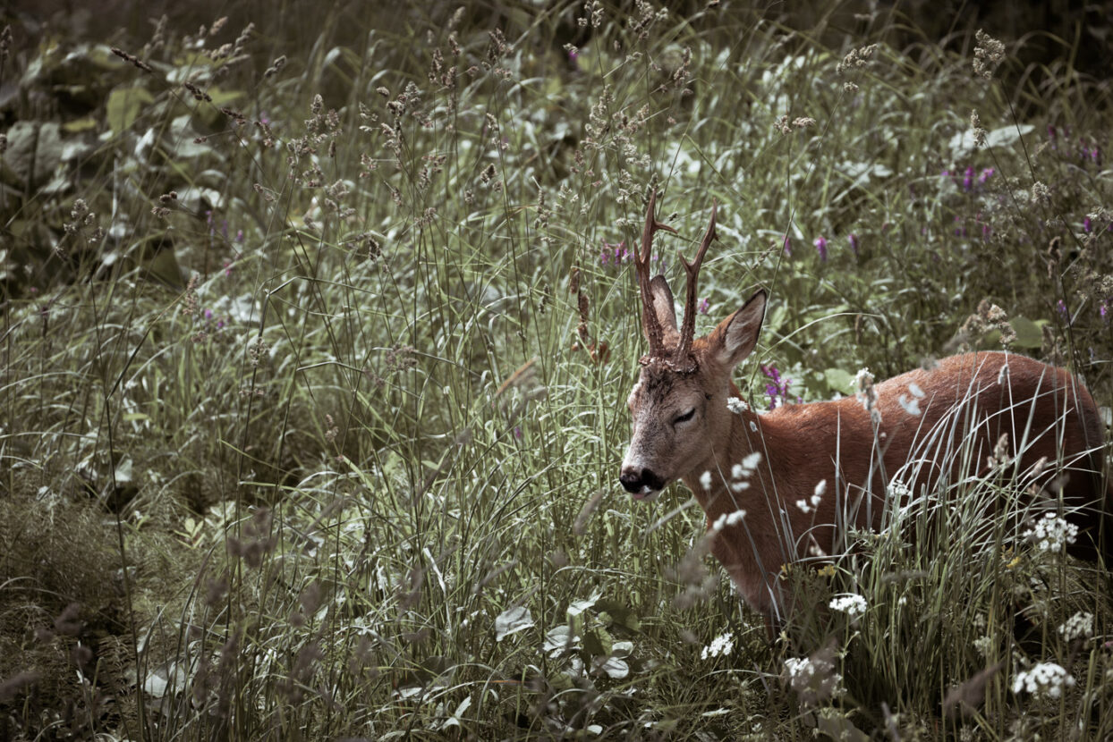 A roe deer with a cute look in a flowery meadow