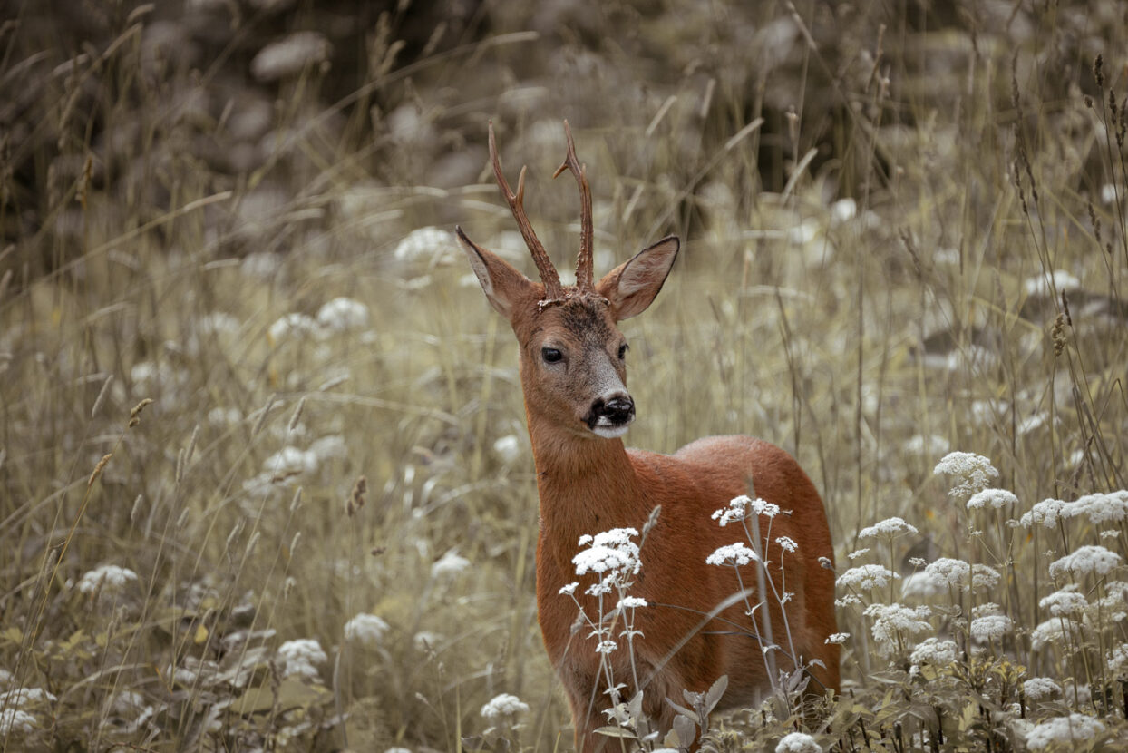A male roe deer with beautiful horns in a meadow of white flowers on a summer day