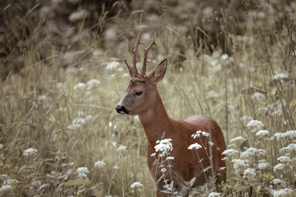 A male roe deer with beautiful horns in a meadow of white flowers on a summer day
