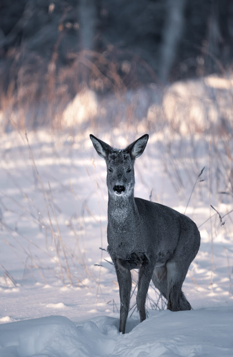 A male roe deer in winter coat on a freezing winter day in Sweden