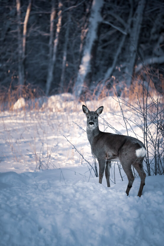 A male roe deer in winter coat on a snowy day in Sweden