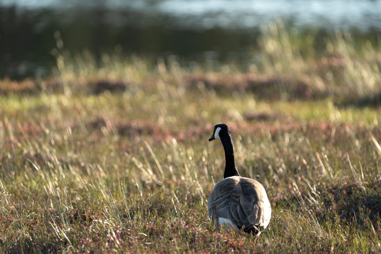 A Canada goose captured from behind walking alone in a sunny field towards the horizopn