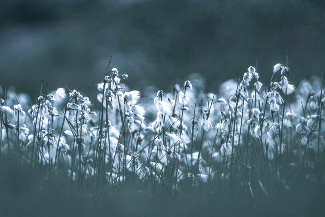 Close up on a field of cotton grass